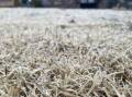 Grass covered in frost on a freezing morning.
