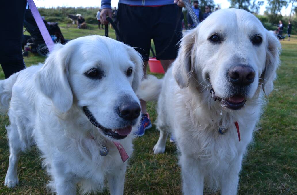 SNAPSHOT: Golden retrievers Leila and Billy at last month's RSPCA Million Paws Walk held at the pathway by the Macquarie River.