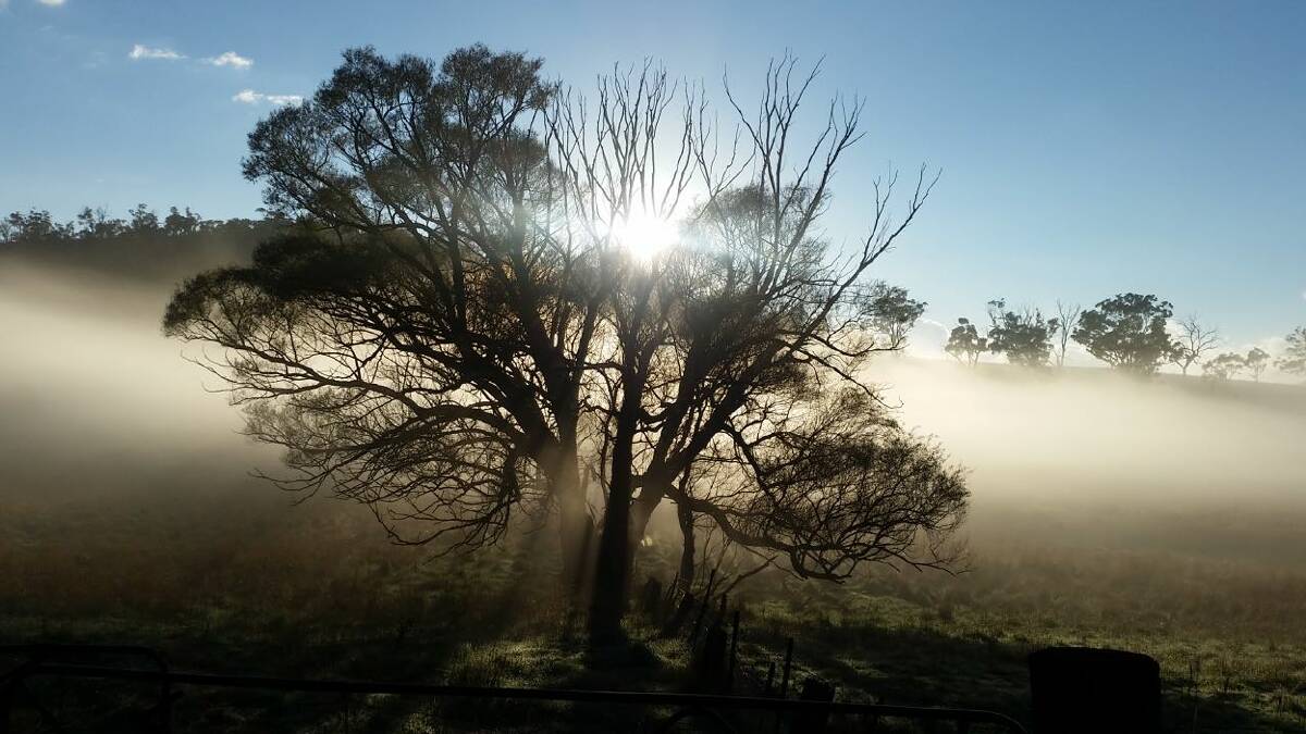 SNAPSHOT: Reader Kathy Wells took this evocative shot while on an early morning ramble around misty Rockley recently.