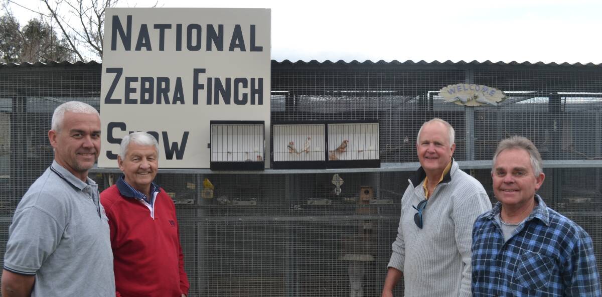 BIRD SHOW: Trevor Weal, Ray Griffin, Bill Sewell and John Handley with some zebra finches. Photo: BRADLEY JURD 082316bjfinch1