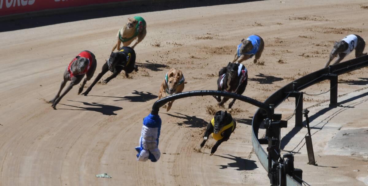 TOO QUICK: Keep 'Em Keen leads the field at the turn into the home straight, to win her maiden race at Kennerson Park on Monday. Photo:CHRIS SEABROOK 101518cdogs1