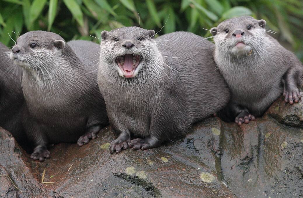 OTTERS: A group of Oriental small-clawed otters. Their species is seriously threatened by rapid habitat destruction, hunting and pollution. Photo: GETTY IMAGES
