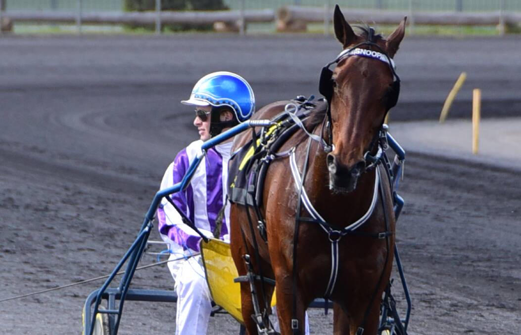 PAY DAY: Tom Pay guided Snoop Stride to victory at the Dubbo Paceway on Sunday. Photo: BELINDA SOOLE
