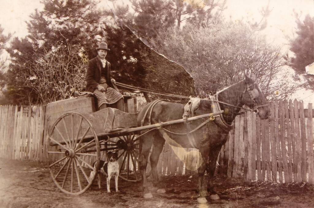 HOME DELIVERY: Ben Attwood and his dog with the Attwood's Butchery horse-drawn delivery cart on the corner of Russell and Havannah streets.