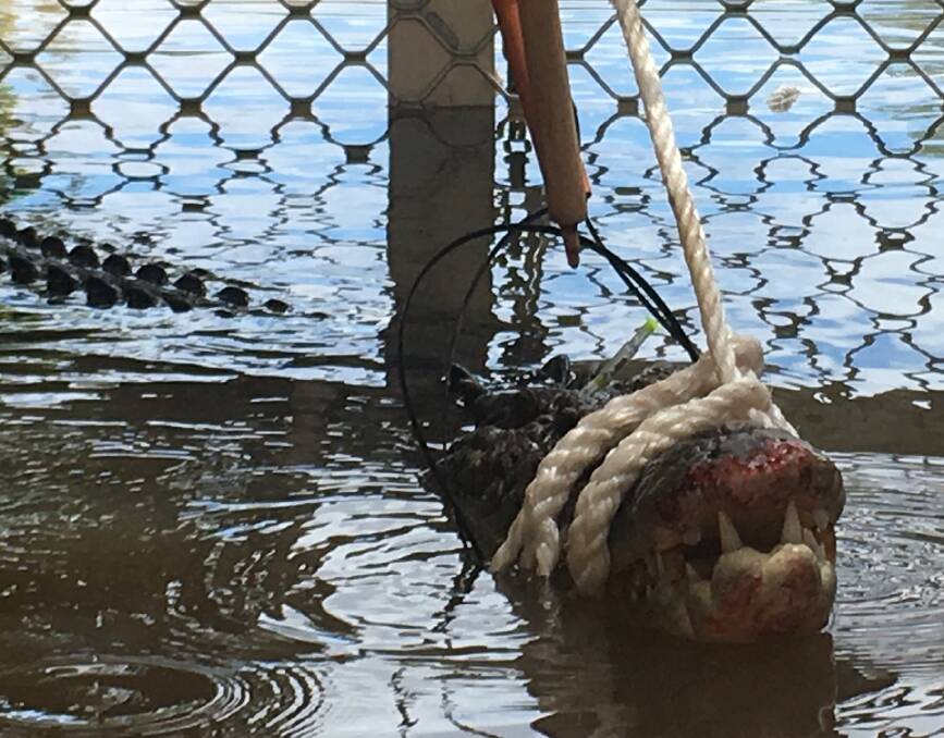 DANGEROUS GAME: Some Territorians are interfering with the croc traps to let them go.