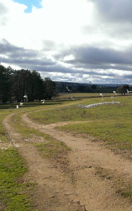 FEEDING TIME: A flock of white cockatoos feeding on leftover grain trails where sheep have been fed with grain oats.