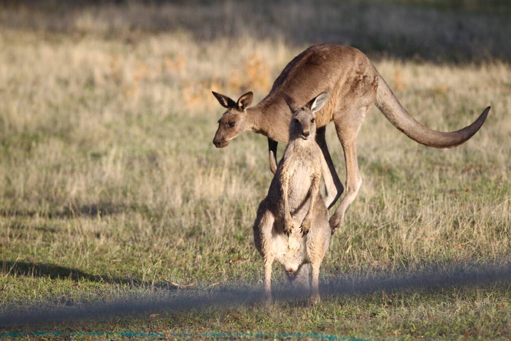 ON THE MOVE: The kangaroo relocation project at Mount Panorama has caused plenty of debate.