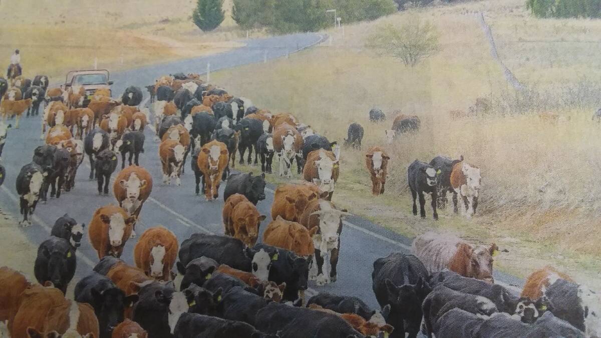 ON THE ROAD: This mob of mixed bred cattle were utilising the Long Paddock on roadsides in central NSW during June.