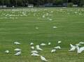 This flock of white corellas seem to love Morse Park in Bathurst.