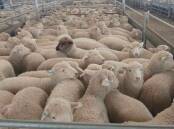 A great line-up of hogget rams at a Central Tablelands Auction Sale.