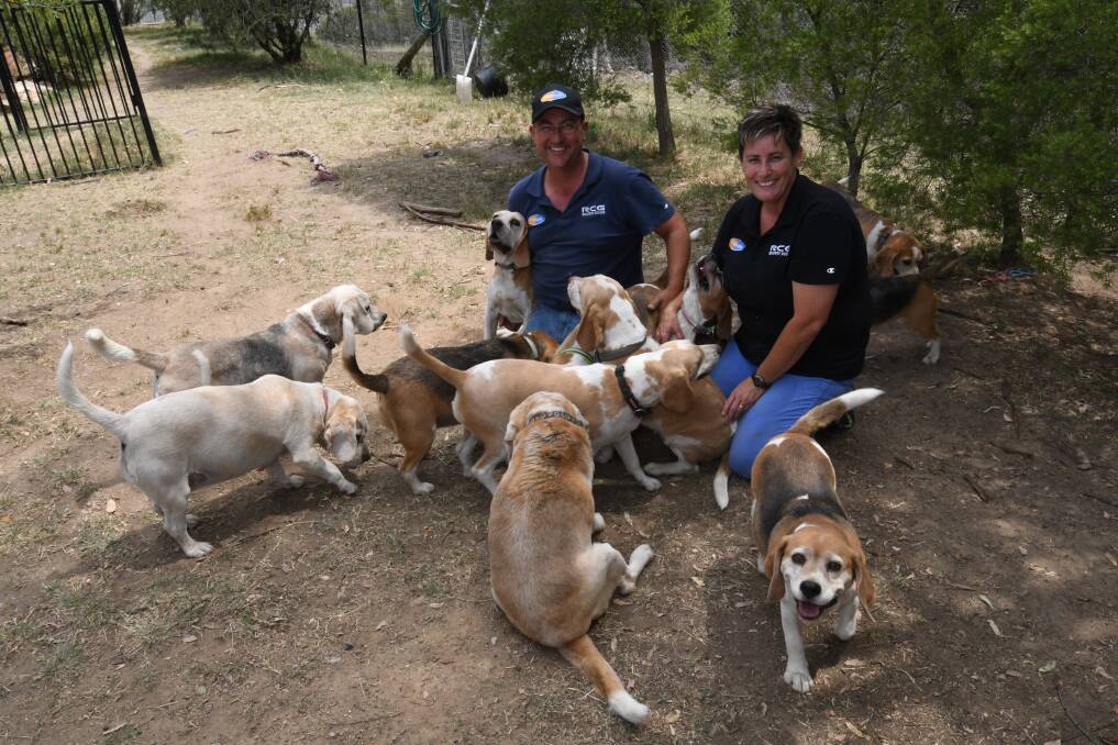 DOGS' DAY: Rodney and Peta Graham have 14 beagles and cook for them daily. Photo: CHRIS SEABROOK 012318cdogs1