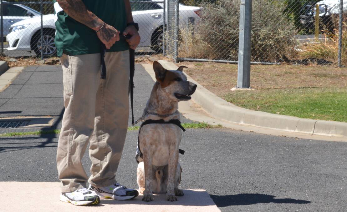 LOYAL: Dogs in the program are trained to ignore distraction and to provide practical skills such as retrieving dropped items or opening doors.
