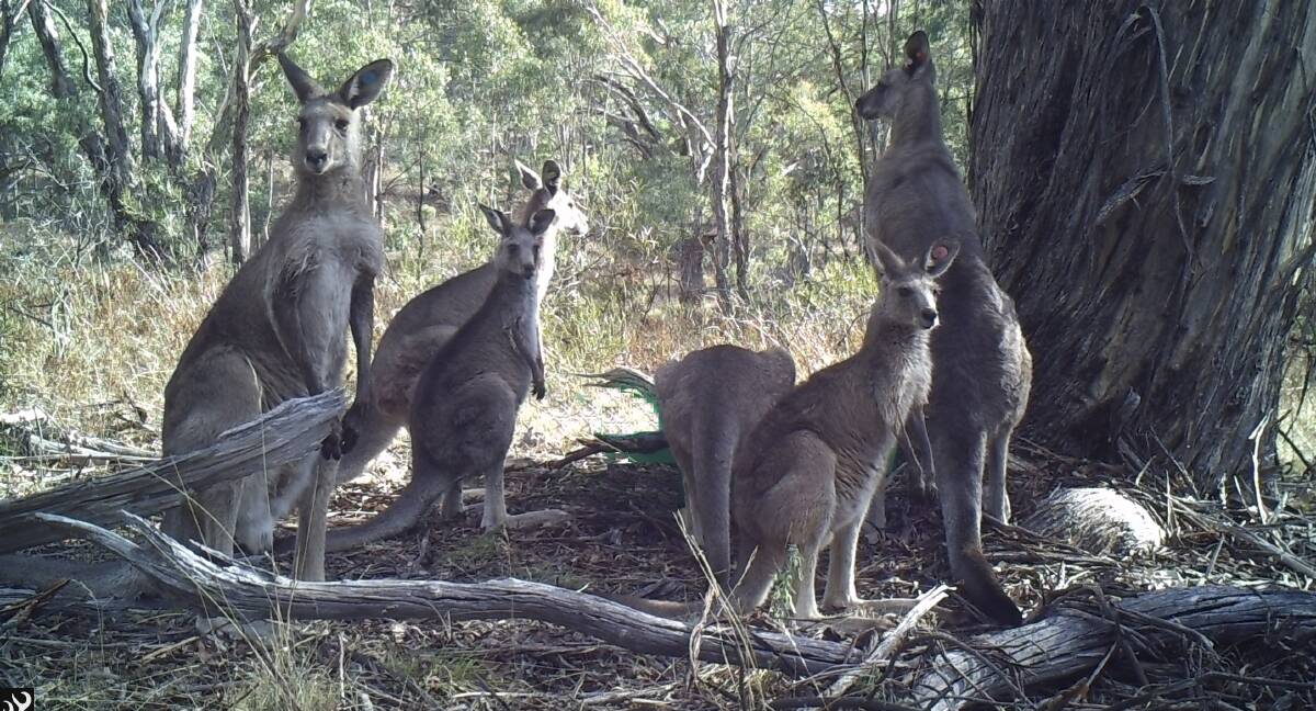 NEW HOME: Some of the kangaroos that have been relocated from around Mount Panorama to a release site outside Bathurst. A storm on Thursday might have been disastrous for the program. Photo: SUPPLIED 030117dart2