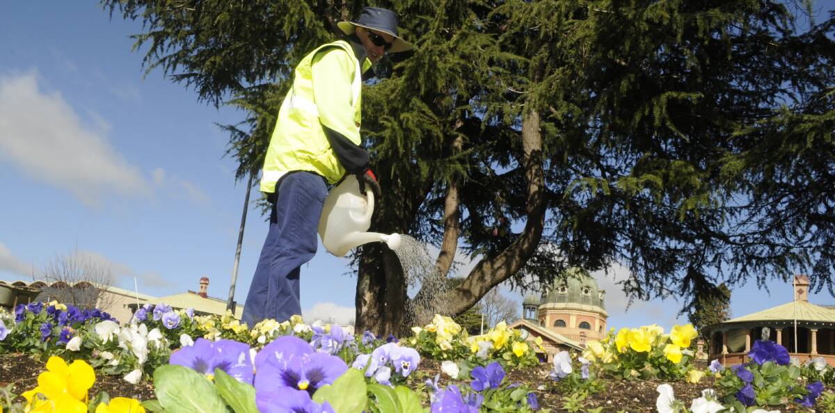 A RAY OF SUNSHINE: Bathurst Regional Council's Melanie Morris waters the pansy bed along Kings Parade. Photo: CHRIS SEABROOK 072615csnap