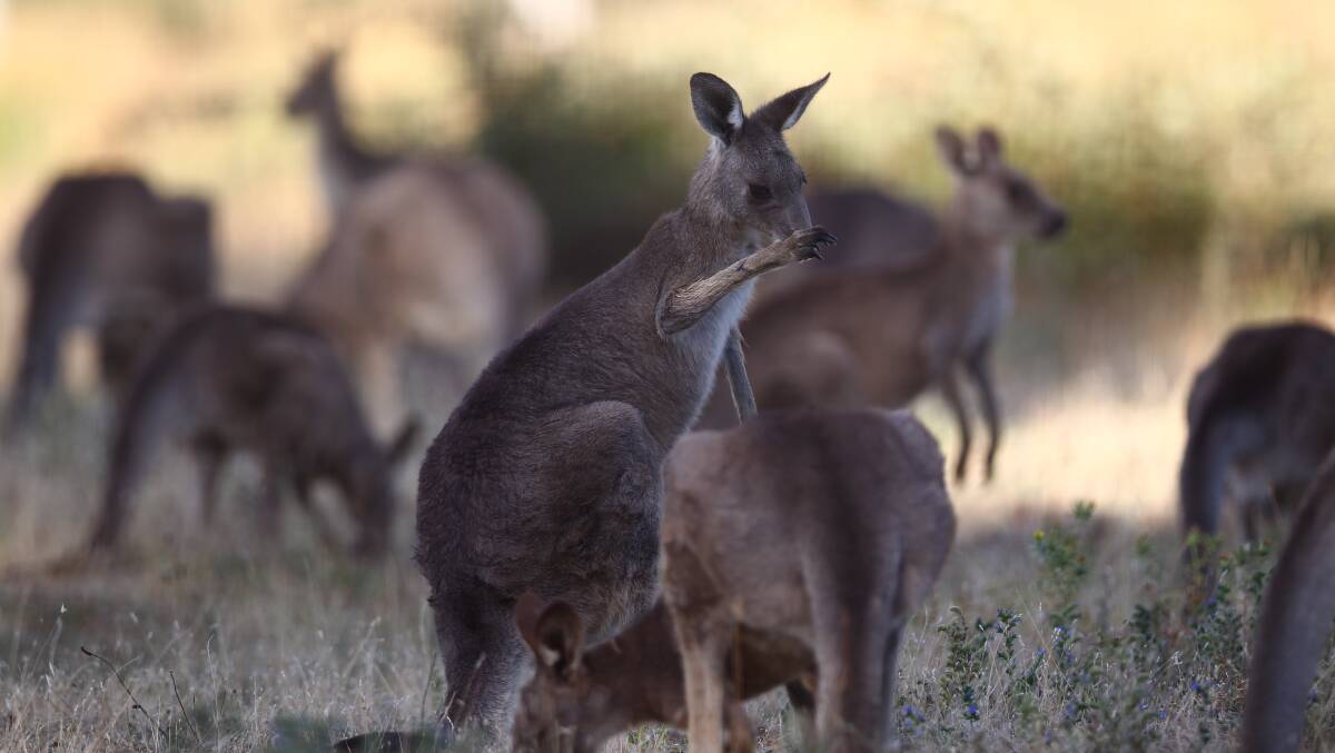 NUMBERS GAME: The community needs to get behind kangaroo culls, according to an ecologist from the University of Adelaide. So what does that mean for Bathurst's roos?