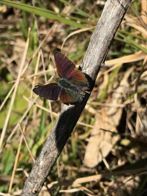 RARE: The purple copper butterfly is only found in the Central Tablelands region in a few small pockets of native vegetation.