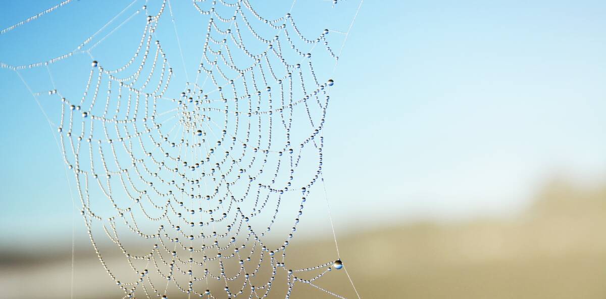 IN THE WEB: Reader Christine Dean Smith took this photo of a droplet-covered spiderweb in the early morning sun. 082316web