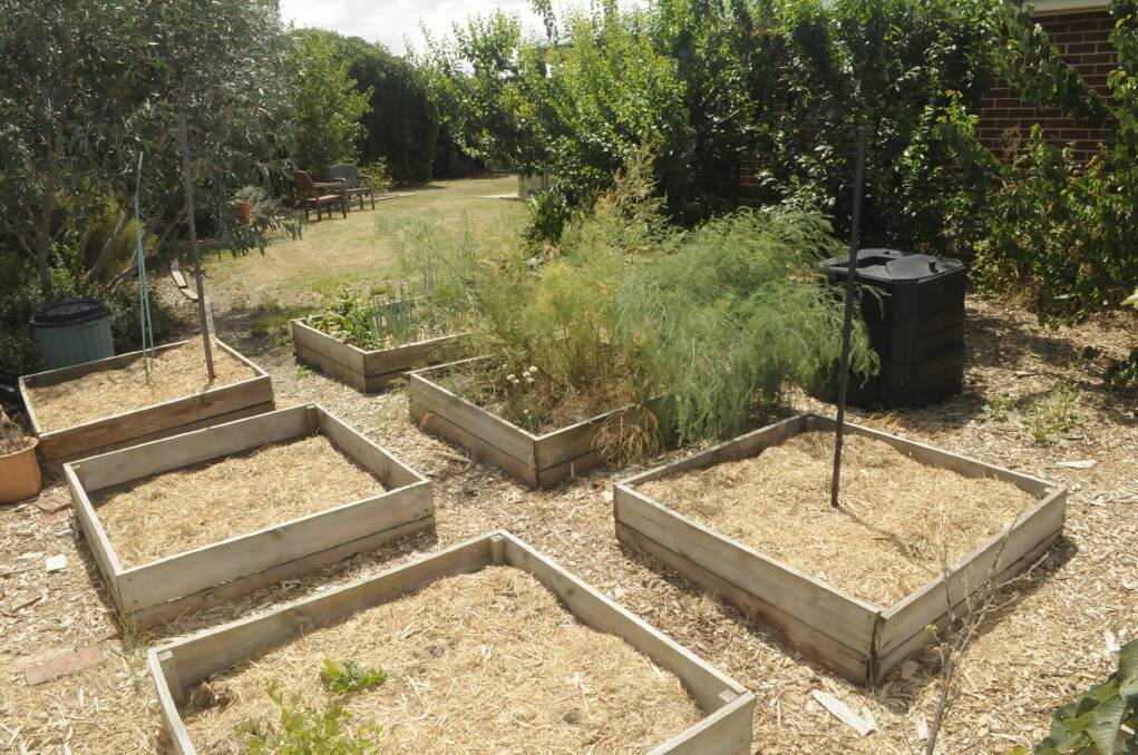 EAT UP: The raised vegetable plots and established fruit trees in the backyard will provide plenty of food. 022716chome11