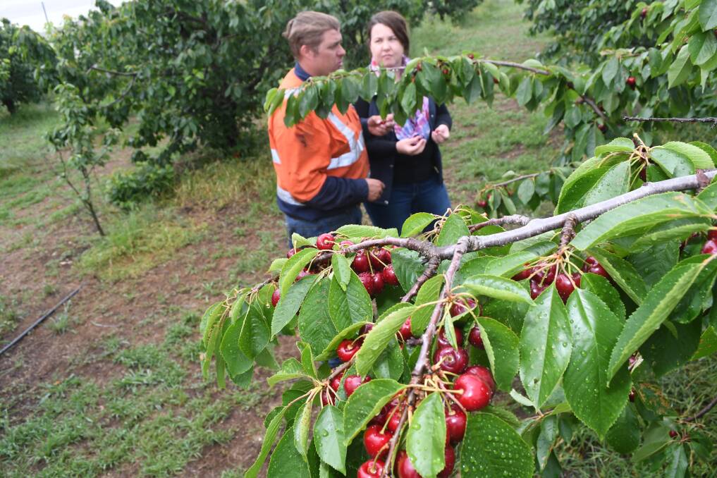 STORMY WEATHER: Dale and Andrew Curran checking their cherry crop at Limekilns Cherry Farm. Photo: CHRIS SEABROOK 120517cherry3
