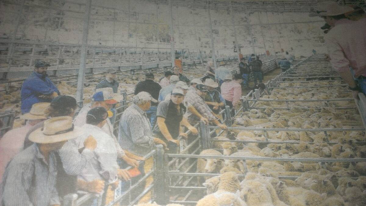 STANDING ROOM: A corner of the 57,150 lambs that tested the capacity of the Hamilton Saleyards last week.