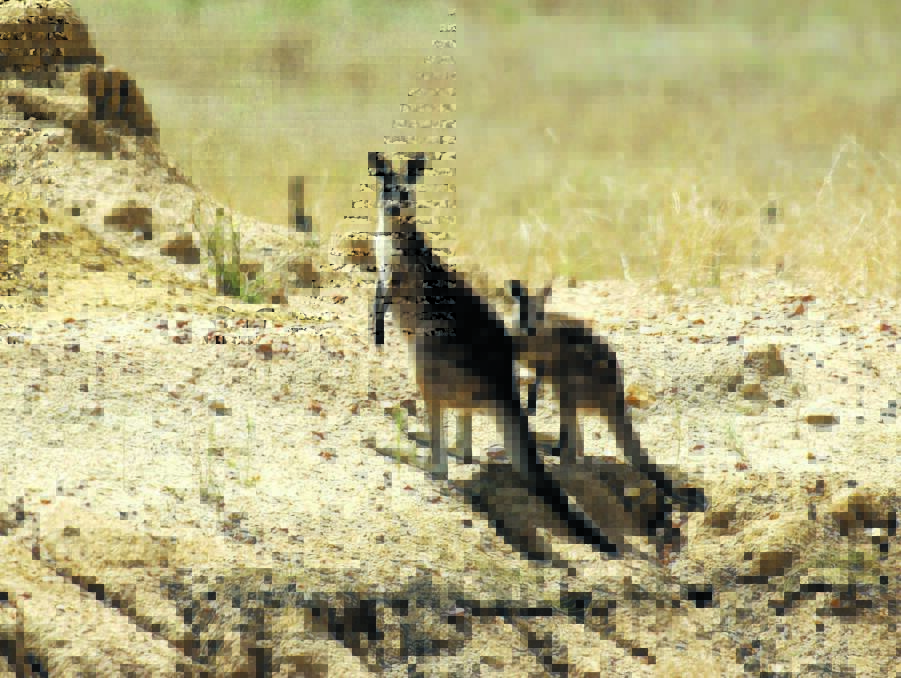 FIRING LINE: Cull licence angers kangaroo supporters