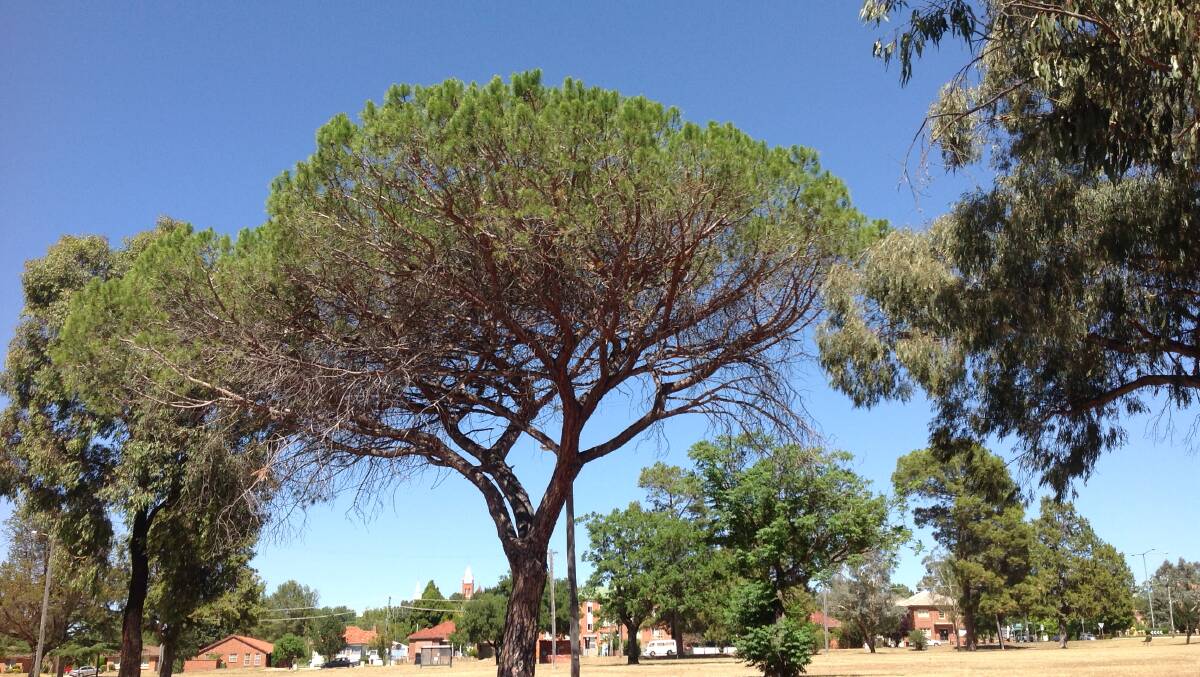 Centennial Park trees for sale at Bathurst Farmers’ Market