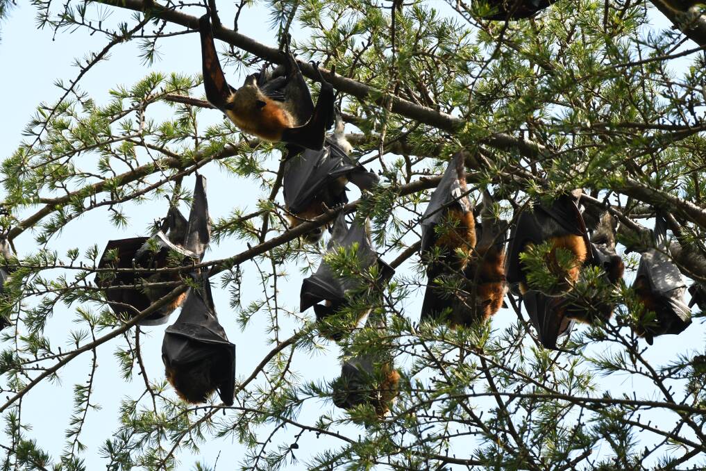 HANGING OUT: A Bat Night will be held in Machattie Park next week to learn about the mammals and observe them first-hand. 121117cbats2