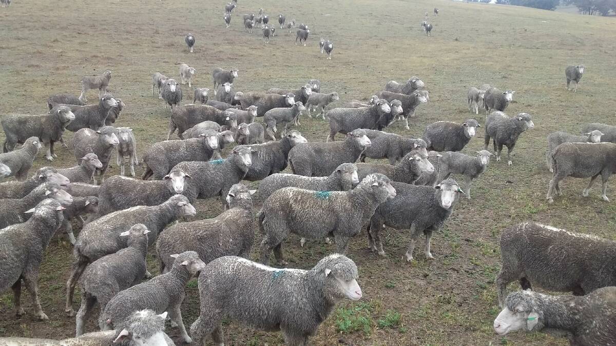 WHEEL LIFE: After 60 millimetres of steady rain, these ewes and lambs were pleased to see the “meals on wheels” truck arrive.