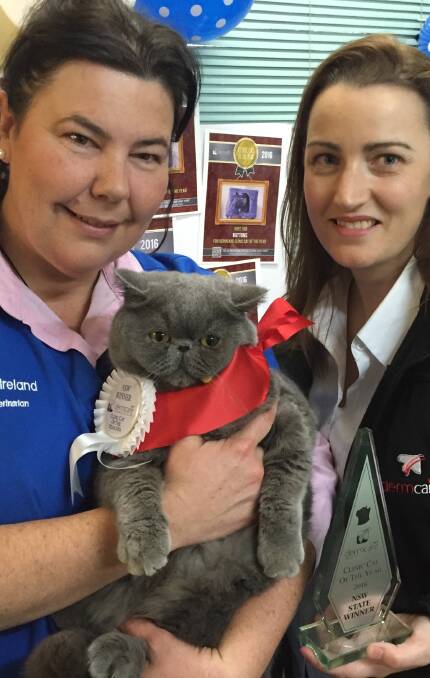 WELL DONE: Buttons the cat is congratulated by veterinarian Dr Kate Ireland of Stewart Street Veterinary Hospital and Kylie Drake from Dermcare. Photo: MATT WATSON 072616buttons2