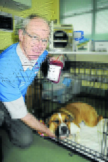 DOGGY DONOR: Stewart Street Veterinary Hospital’s Dr Ewald Jooste says dogs can donate blood through the clinic’s canine blood bank. Photo: CHRIS SEABROOK	062016cblood1a