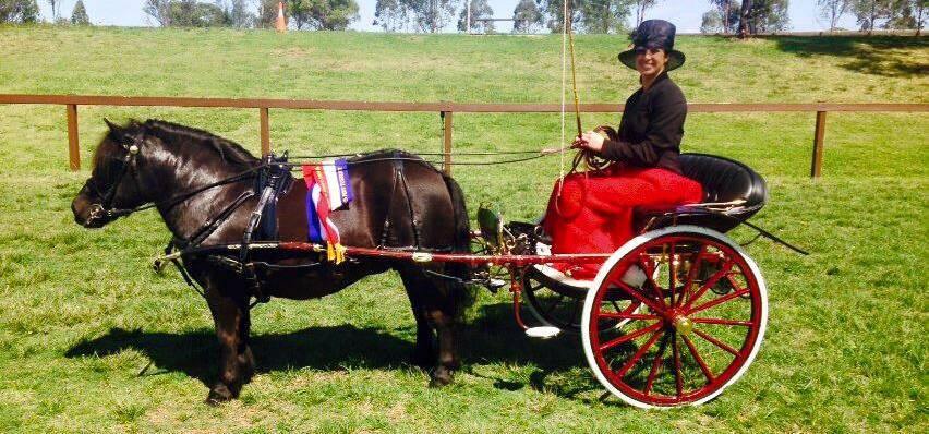 HISTORY: Melissa driving Gaiety in a sulky which is approximately 50 years old. Shetland ponies from as far away as Western Australia will soon be in Bathurst.