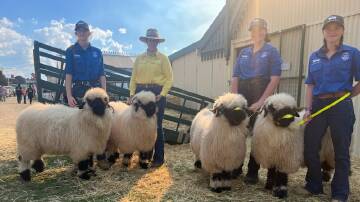 These Schweizerischer ewes featured at our Royal Bathurst Show.