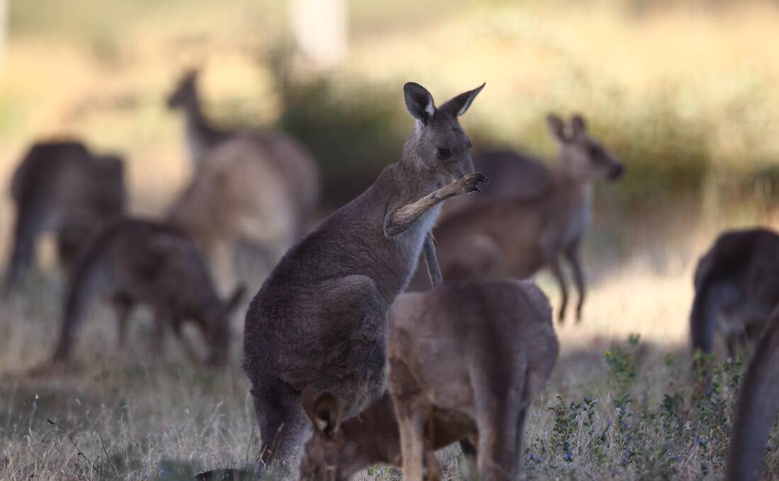 HOME WORK: It's the big question in Bathurst: what can be done with the Mount Panorama kangaroos?