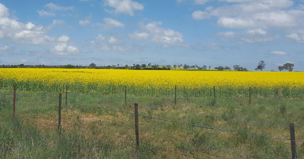 IT WAS ALL YELLOW: Ours is a region of canola, gold and wattle in bloom. So the name it should be given is obvious.