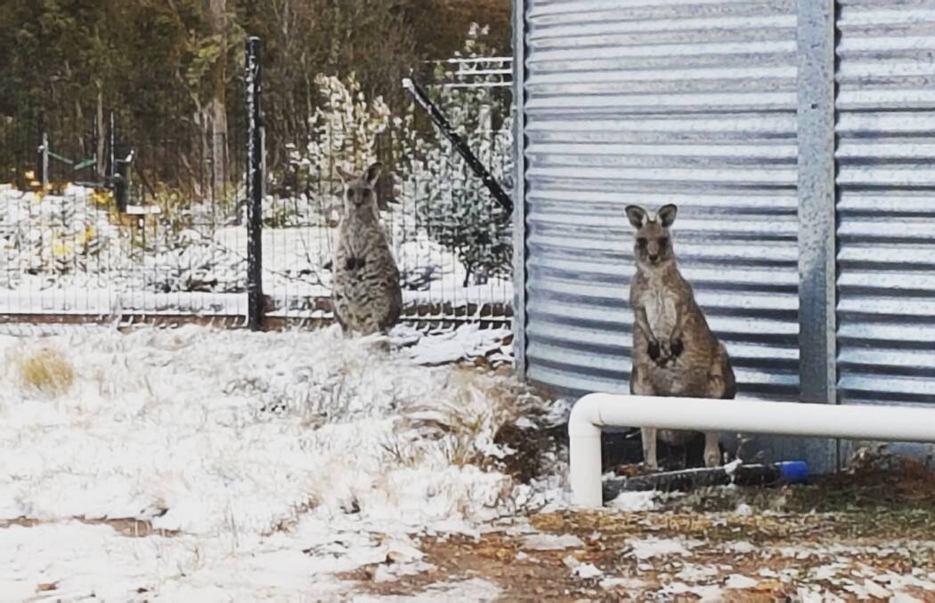 GIVE ME SHELTER: Kangaroos were caught out by the snow at Mount Horrible on Friday afternoon as a cold front swept across the region. Photo: TABBY FULLER 	062416roosMtHorrible