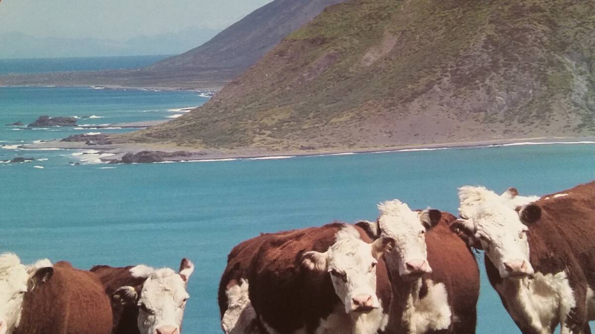 MOO WITH A VIEW: These Poll Hereford cows live right on the seaboard on the NSW coast.