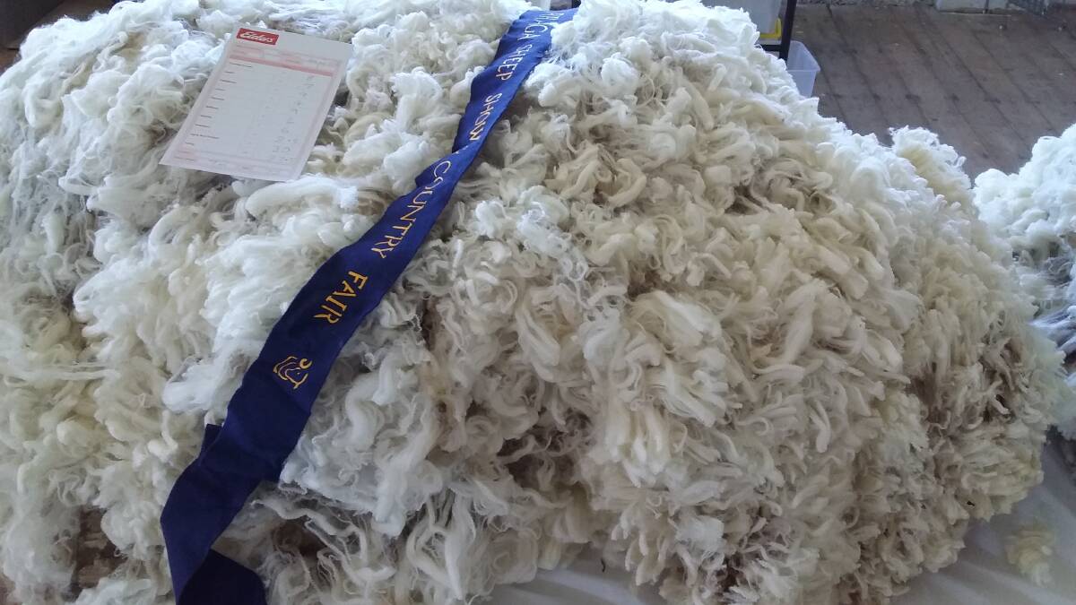AND THE WINNER IS: Ken Stapleton showed this winning fleece at the Burraga Sheep Show.