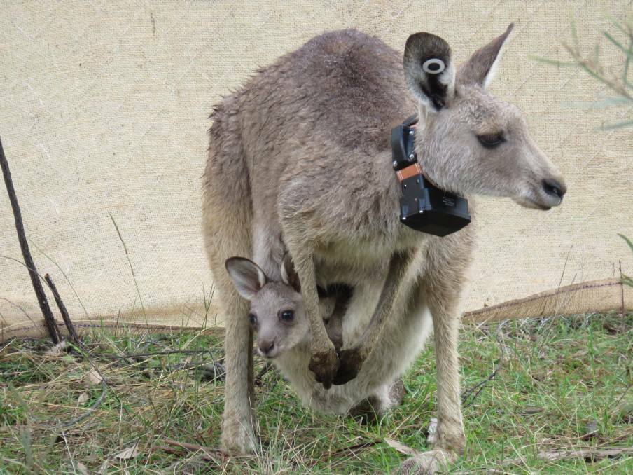 ADDING UP: The cost of the Kangaroo Relocation Project on Mount Panorama has been a source of some controversy.