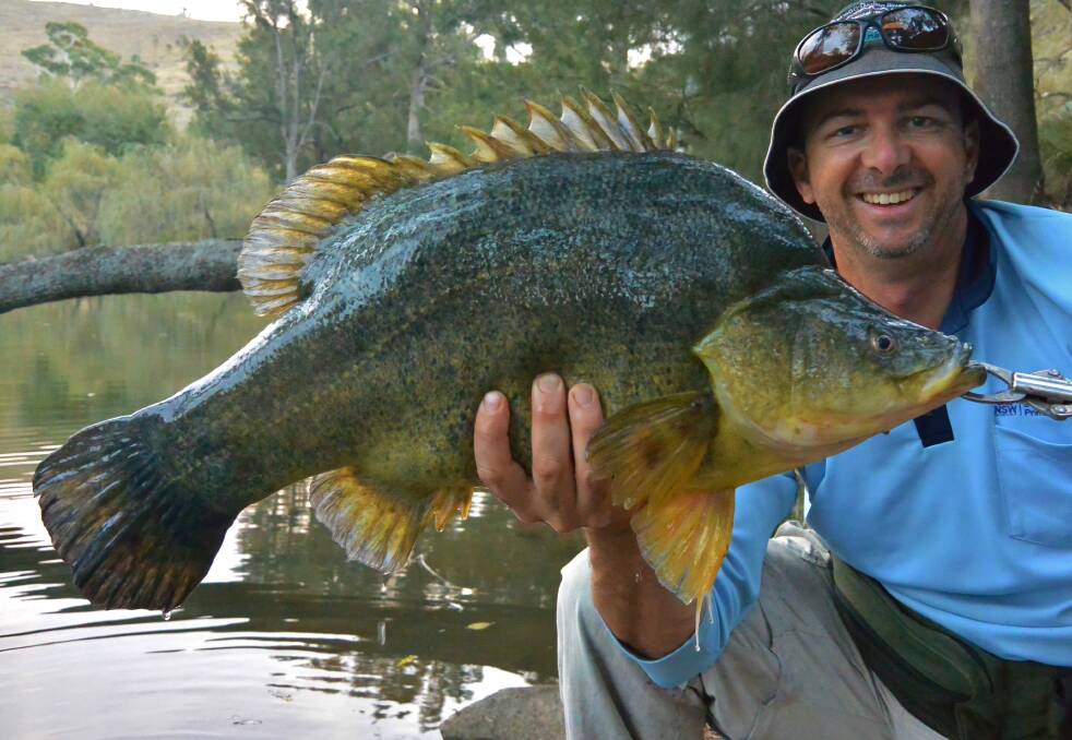 DIDN'T GET AWAY: Rod Price with a 63-centimetre golden perch caught in the Macquarie River below Bathurst. More golden perch are likely to be caught at the Gone Fishing Day event this Sunday in Bathurst.