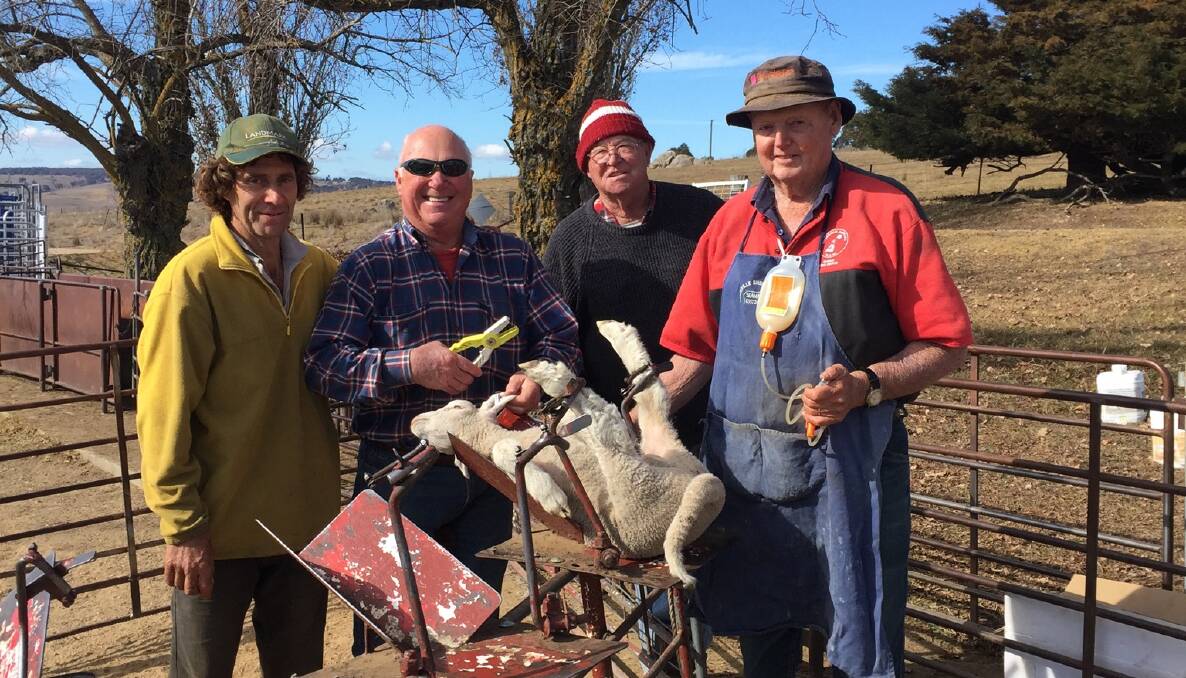 THAT'LL DO IT: Glenn Naylor, Barry Stuart, Bob Alston and John Seaman marking the last crossbred lamb for the Stuarts, "Birrabindi", Gresham.