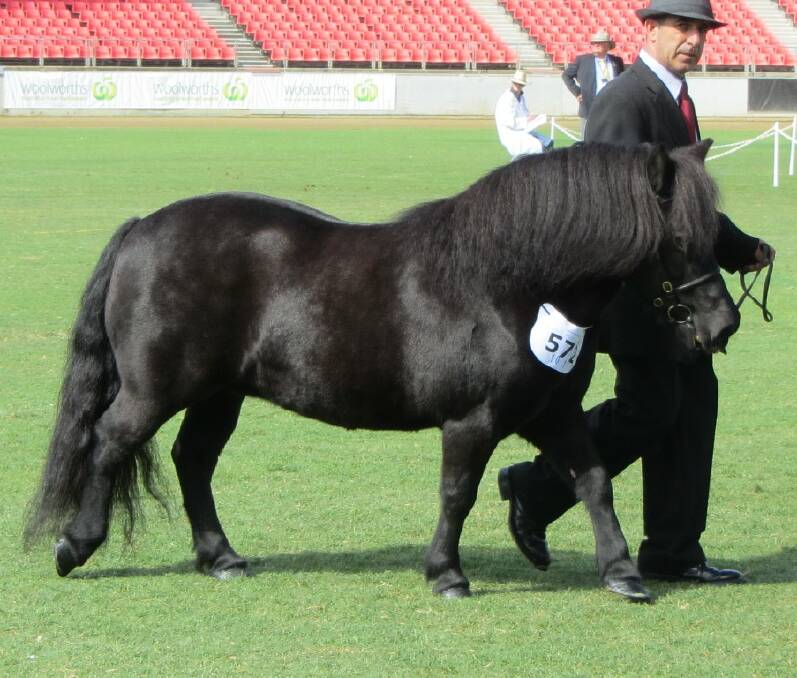 BEST FOOT FORWARD: Shetland Pony Society of Australia vice-president Laurie Grima, of Gemalla, leading his Shetland pony Braevilla Lovebird, who has won many champion and supreme awards at Royal and local shows.