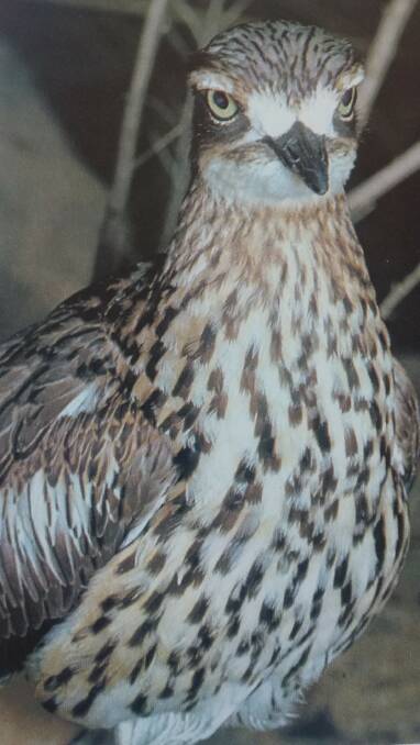 THE EYES HAVE IT: This Bush Stone Curlew is often seen as a sign of a wet season. Does it know something we don't?