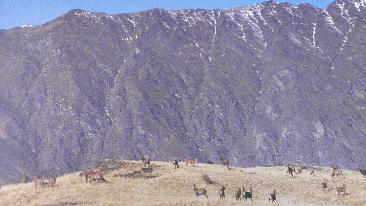 GREAT HEIGHTS:  Farmed commercial deer on a Station at Wanaka, New Zealand. This photo was taken on a Bathurst Merino Association study tour in the 1990s.