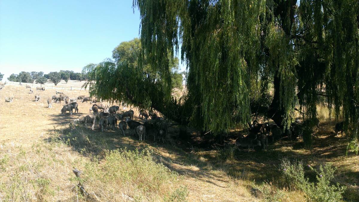 COOL CHANGE: Livestock appreciate the fresh, cool ambience of a mature weeping willow tree during 40 degree heat.