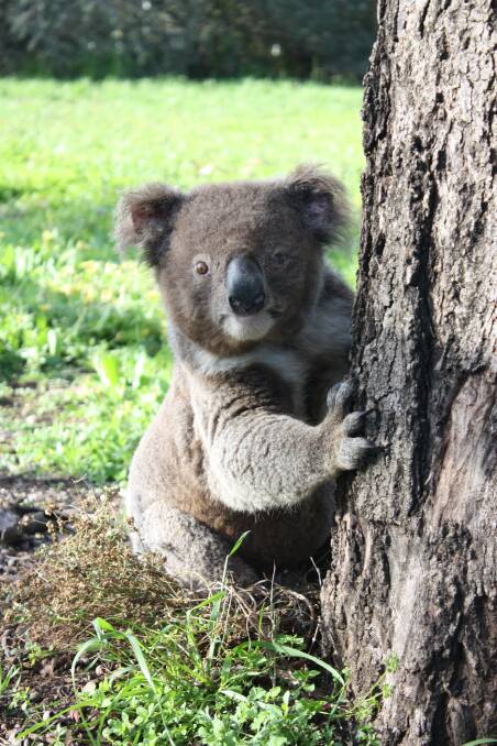 THREATENED: Is enough being done to protect the koalas that live in the Pyramul region north of Bathurst?