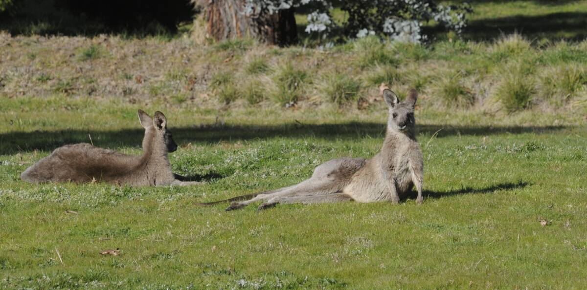 SNAPSHOT: Even the most active animals have to take it easy sometimes. These relaxed roos were spotted at CSU. Photo: CHRIS SEABROOK 081616croos1