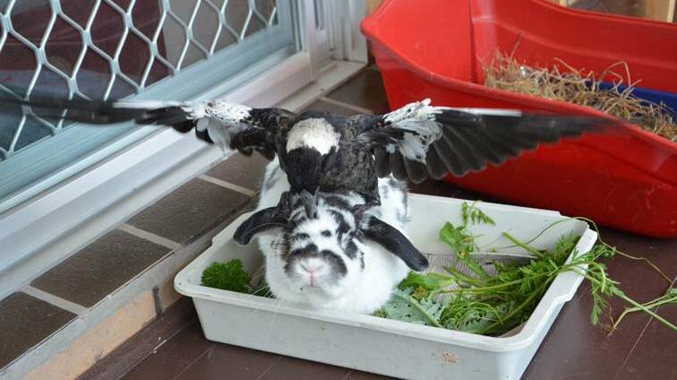 Chook, the magpie, at play with his best mate Bugalugs the rabbit.