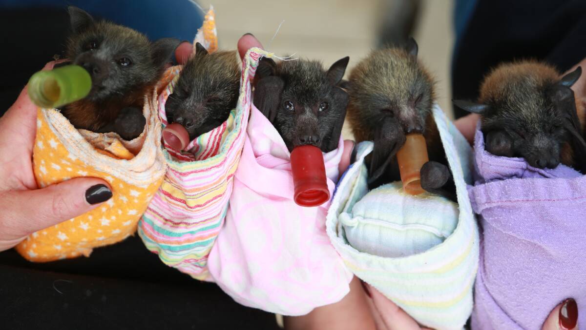 There has been a dramatic increase in the number of baby bats being abandoned and needing rescue in Orange and the Central West as bats flee their food-depleted habitats in Sydney and on the coast.