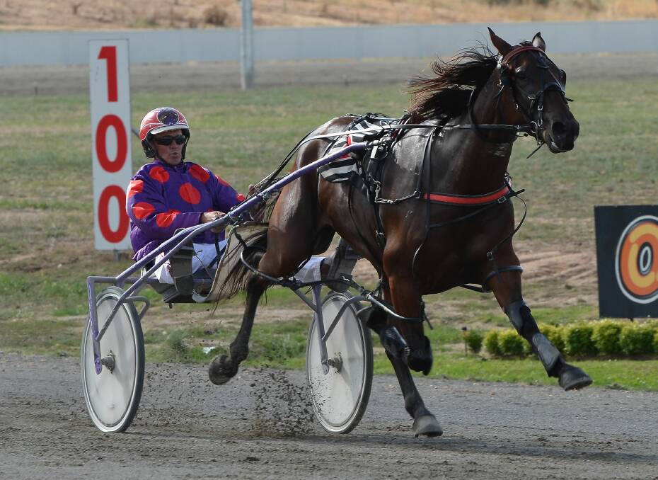 CHASING GOLD: Master Georges Plains trainer-driver Bernie Hewitt will contest the Gold Crown, Gold Chalice and Gold Bracelet Finals on Saturday night. His chances include Taylors Reason (pictured). Photo: ANYA WHITELAW