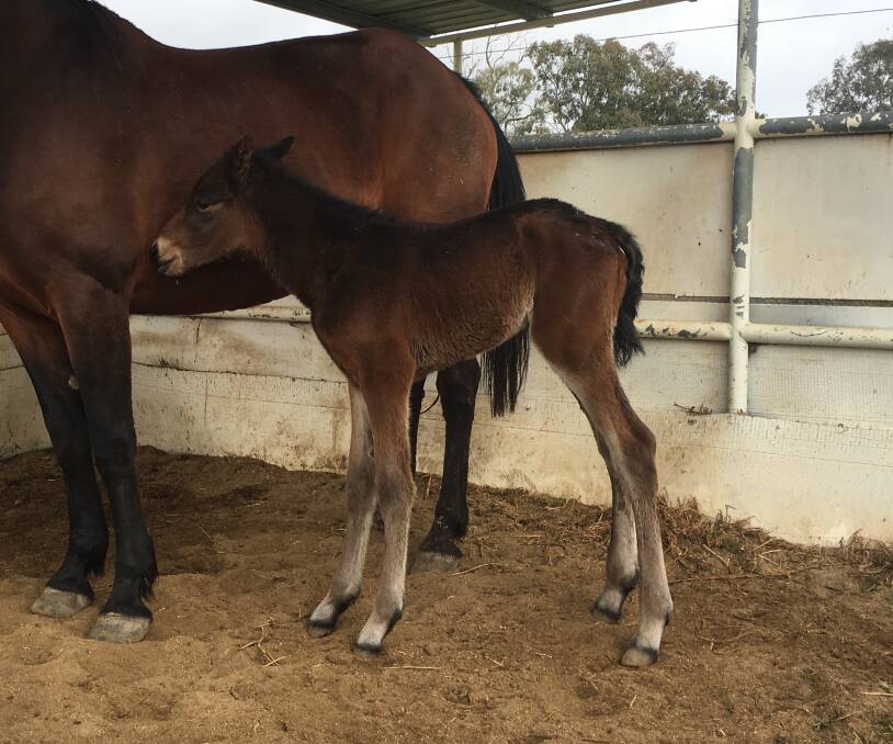 NEW ARRIVAL: This For A Reason x Taylobell foal was born last week.